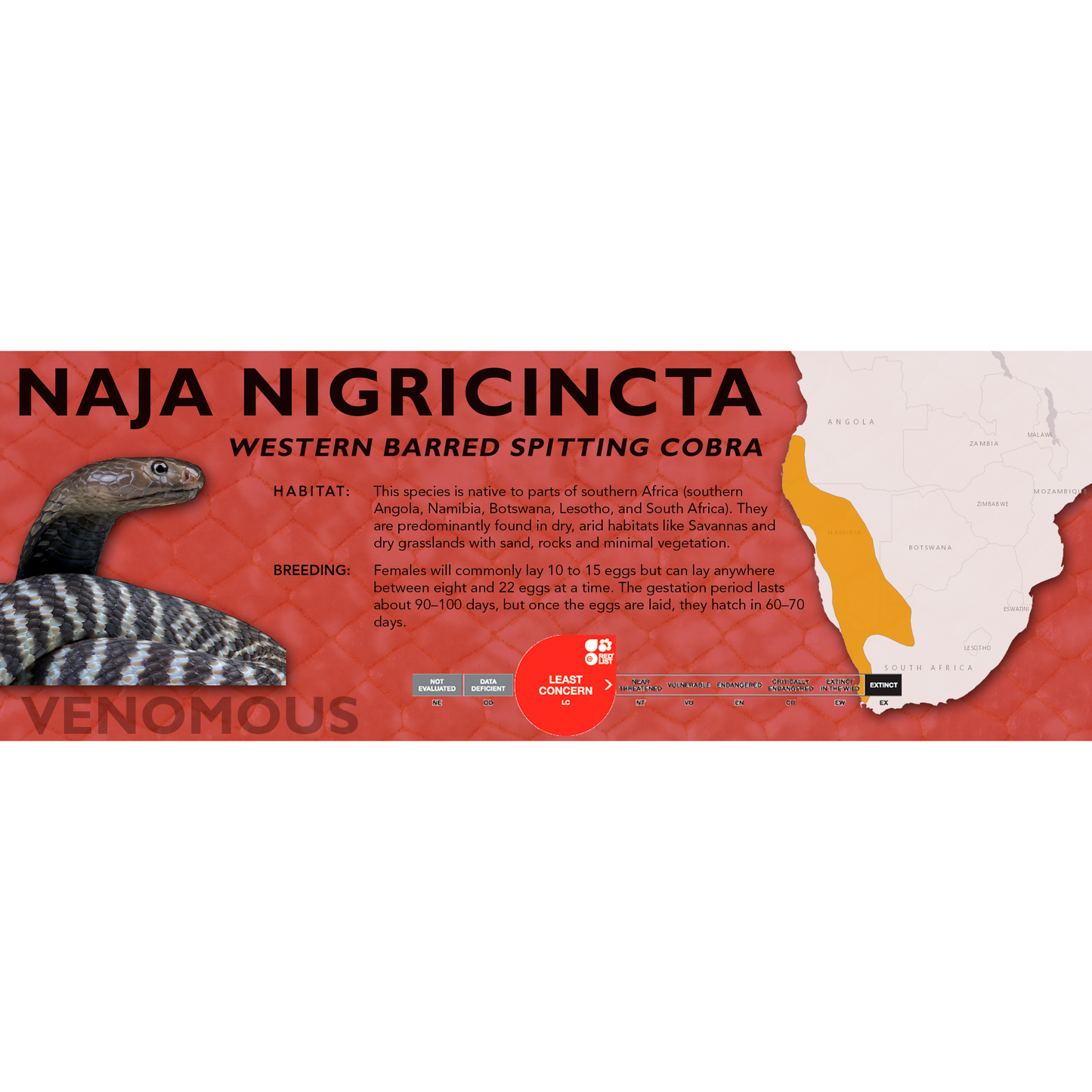 Western Barred Spitting Cobra (Naja nigricincta) Classic Vivarium Label