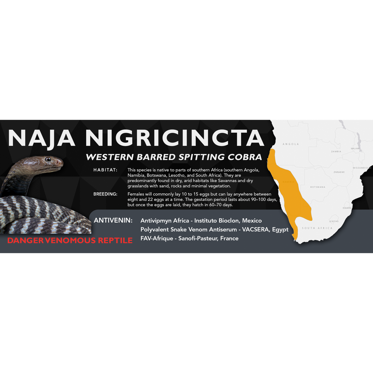 Western Barred Spitting Cobra (Naja nigricincta) Classic Vivarium Label