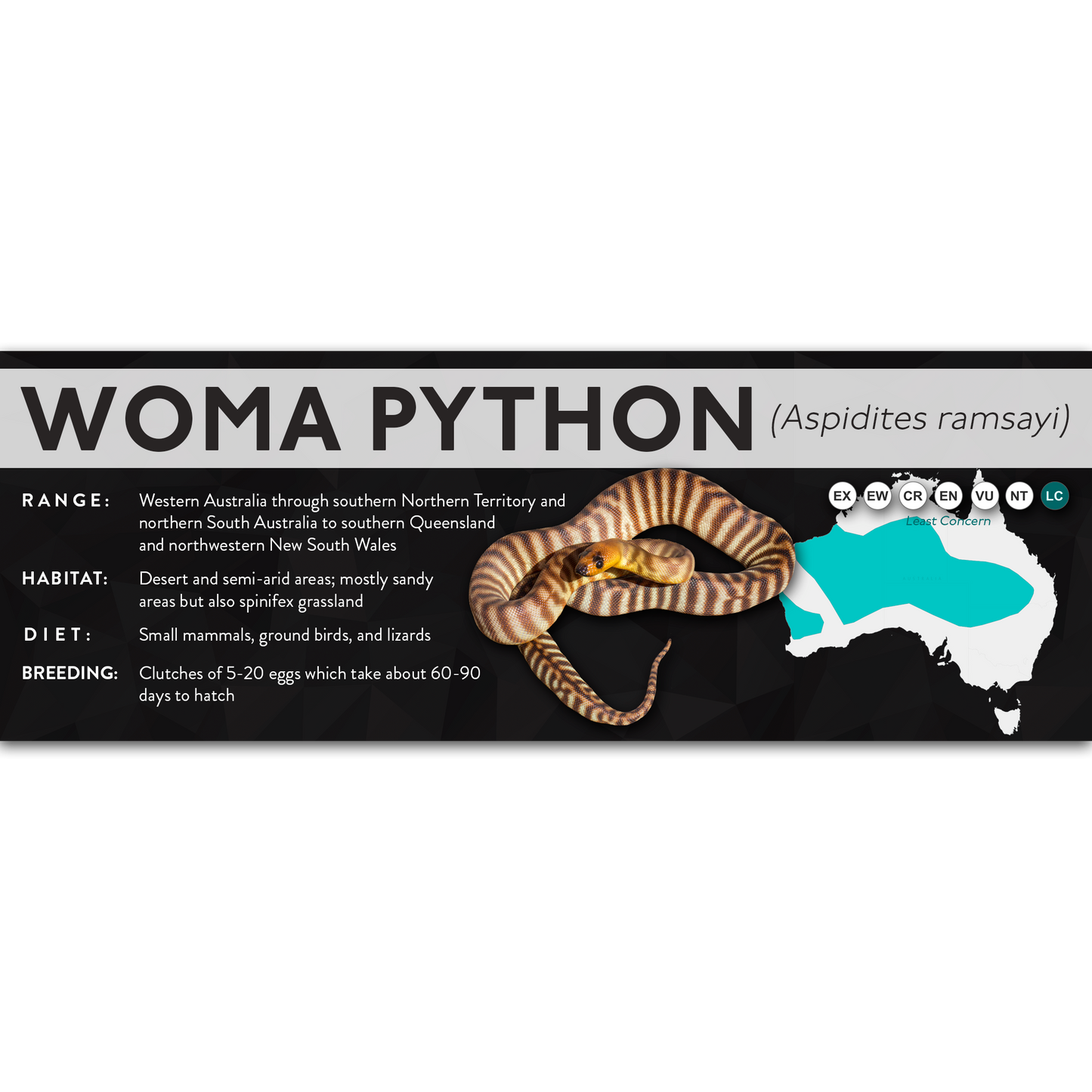 Woma Python (Aspidites ramsayi) - X Label