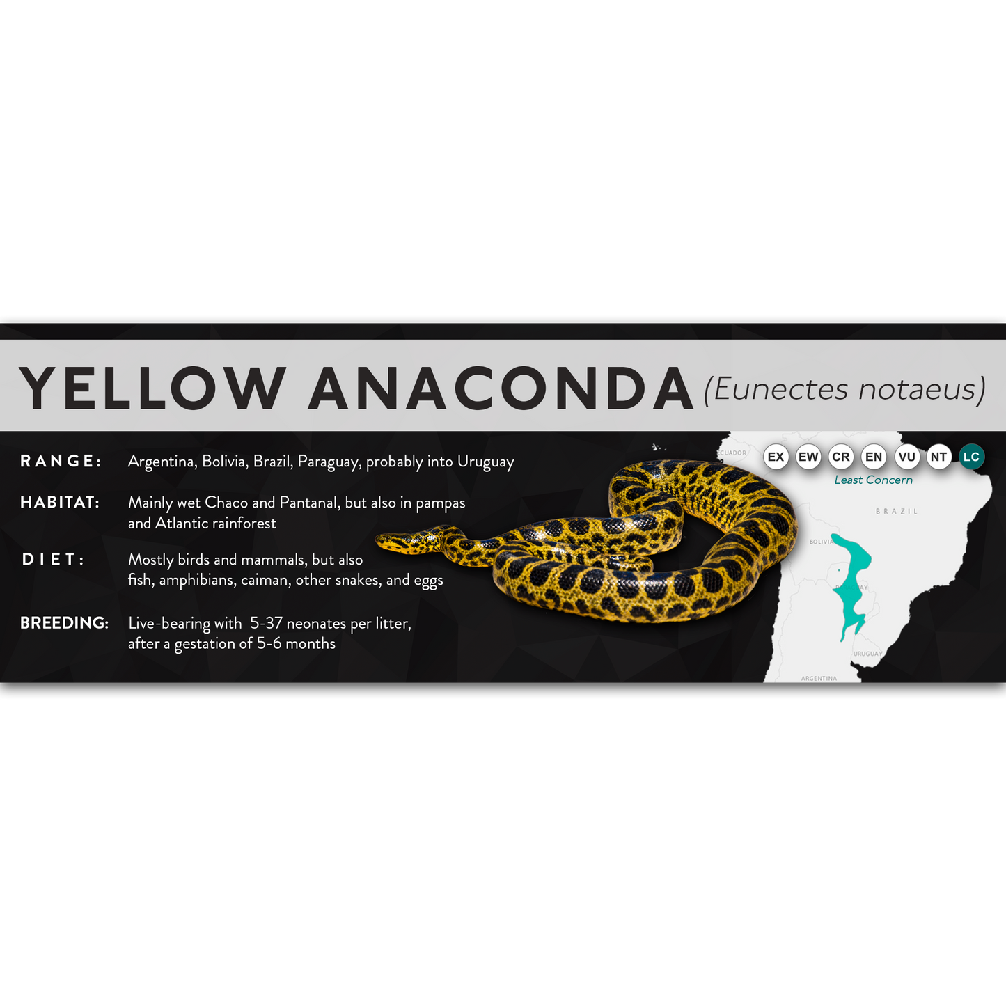 Yellow Anaconda (Eunectes notaeus) - X Label