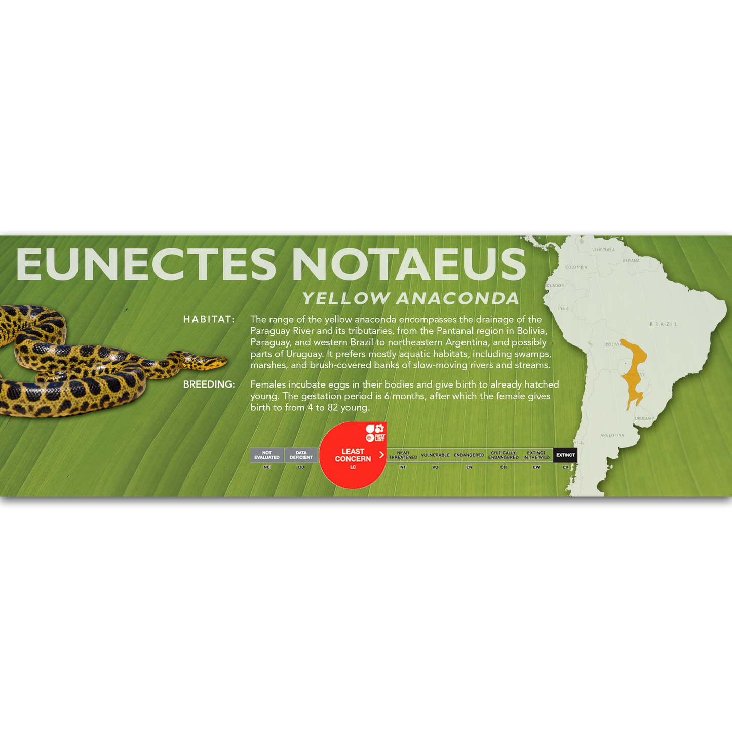 Yellow Anaconda (Eunectes notaeus) Classic Vivarium Label