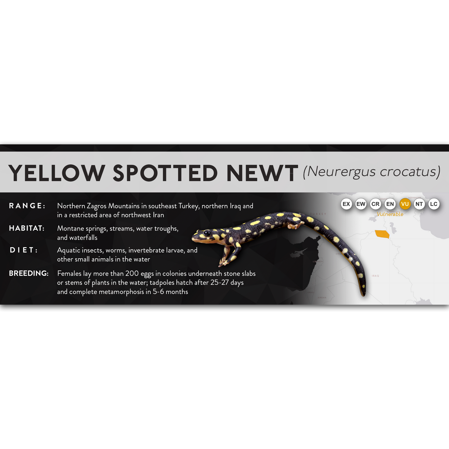 Yellow Spotted Newt (Neurergus crocatus) - X Label