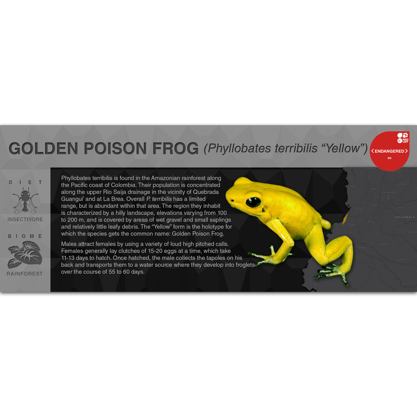 Golden Poison Frog (Phyllobates terribilis) - Black Series Vivarium Label