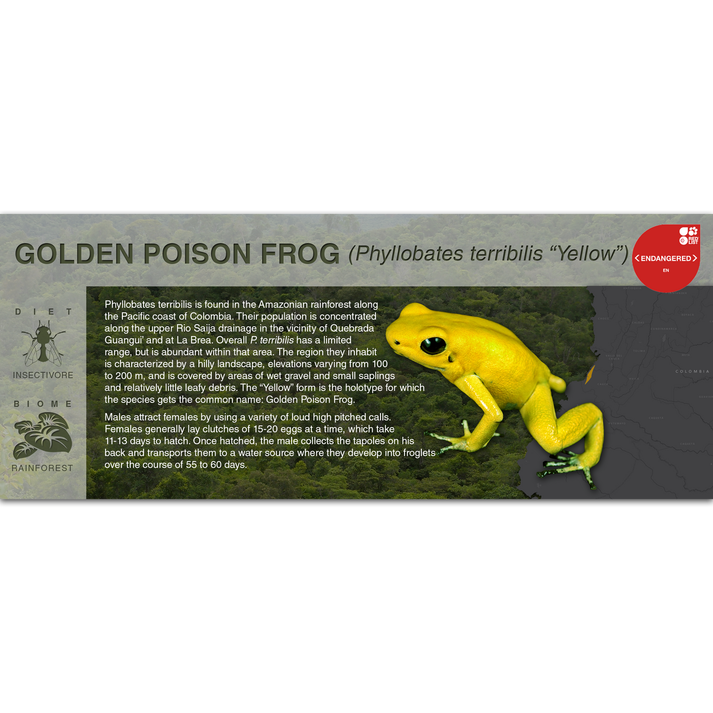 Golden Poison Frog (Phyllobates terribilis) - Black Series Vivarium Label