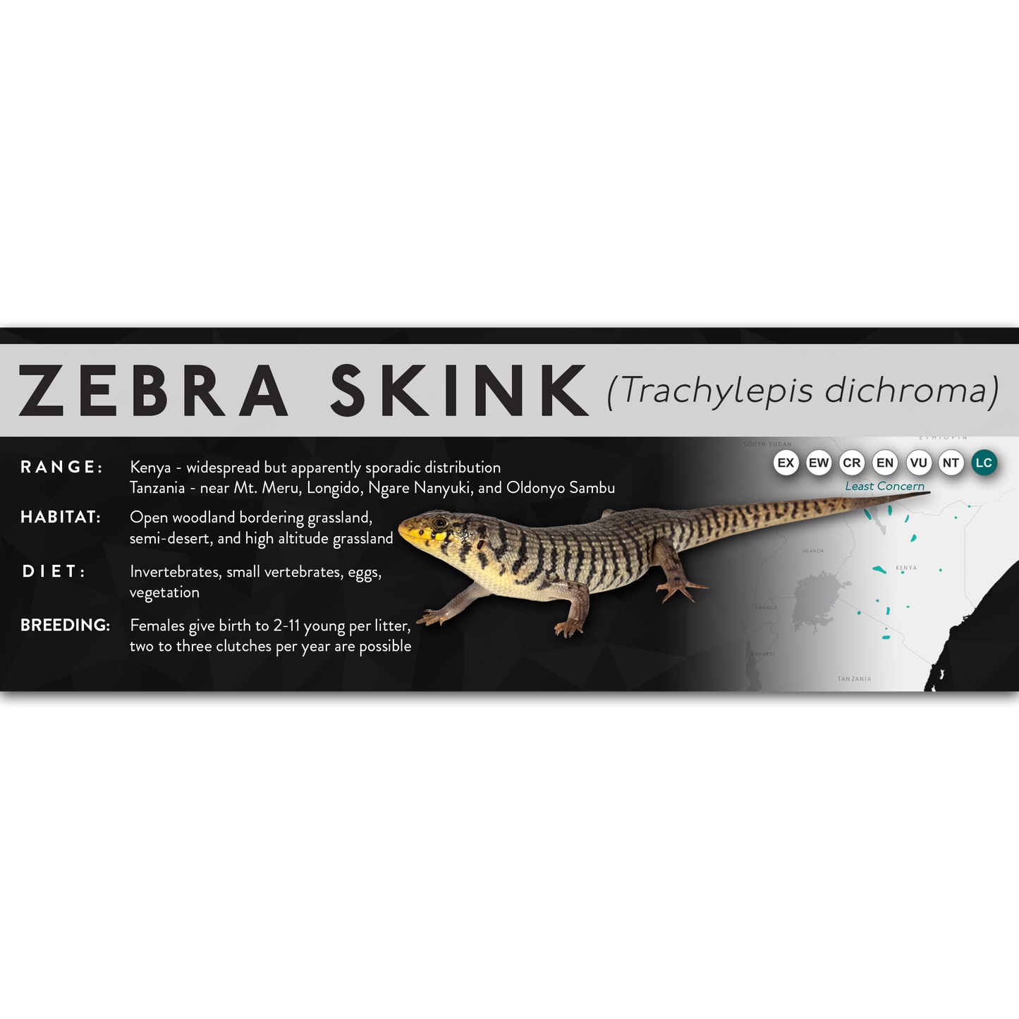 Zebra Skink (Trachylepis dichroma) - X Label