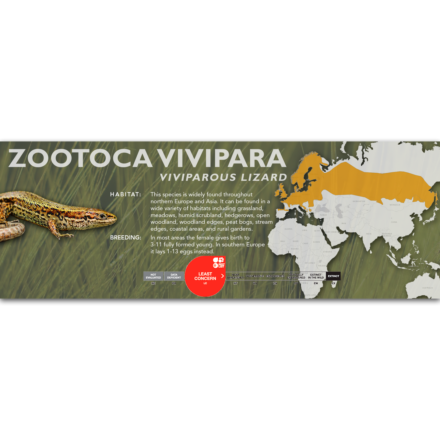 Viviparous Lizard (Zootoca vivipara) Classic Vivarium Label