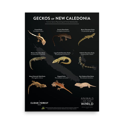 Geckos of New Caledonia - 18