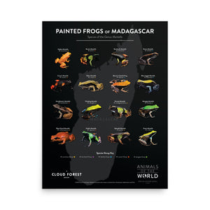 Painted Frogs of Madagascar - 18" x 24" Poster - Animals of the World Poster Series #6