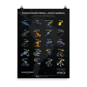 Dyeing Poison Frogs of South America - 18" x 24" Poster - Animals of the World Poster Series #4