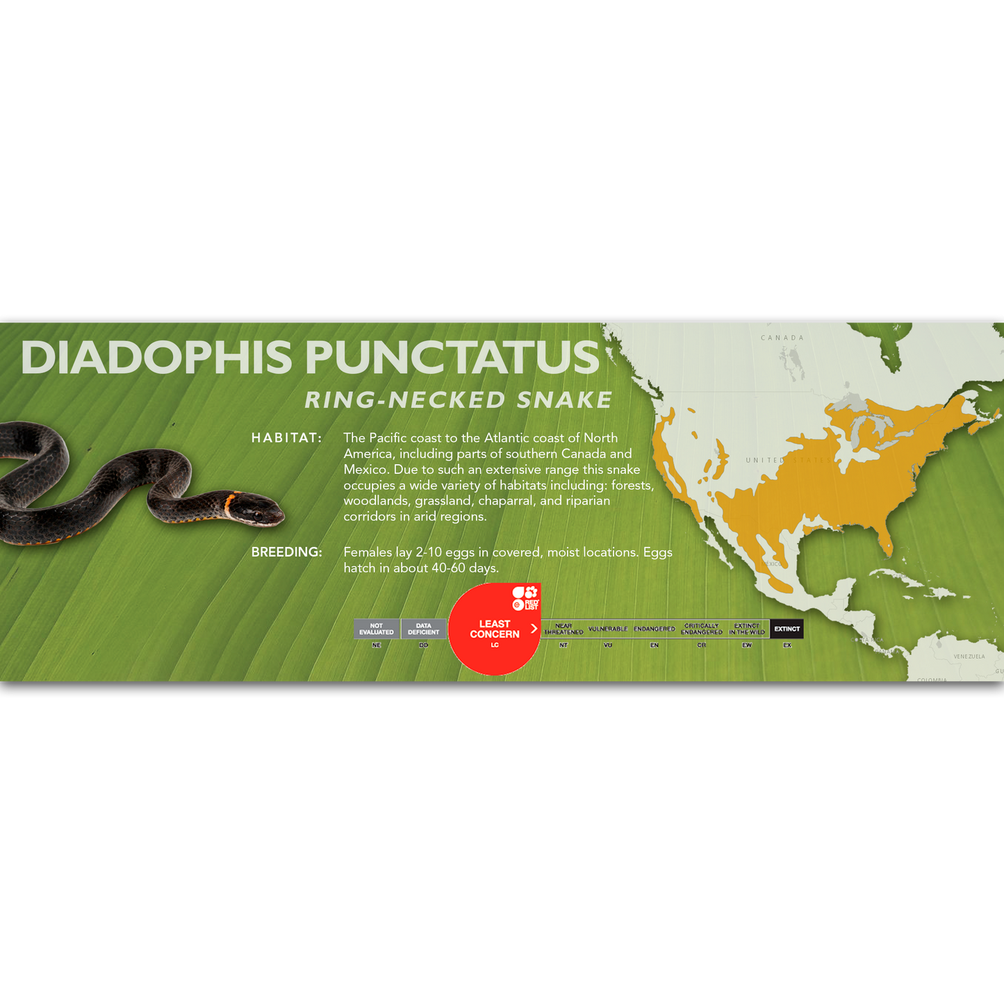 Ring-Necked Snake (Diadophis punctatus) Classic Vivarium Label