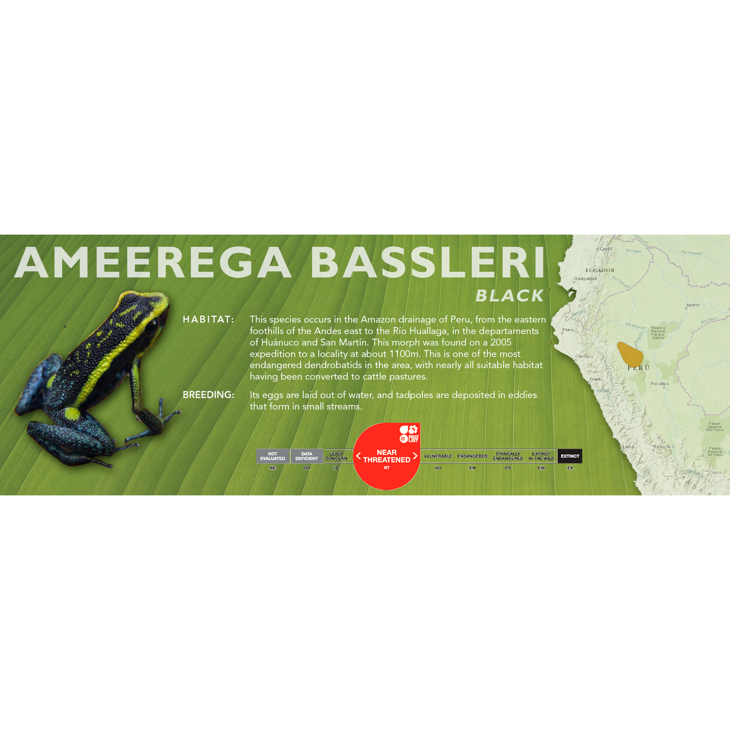 Ameerega bassleri - Classic Vivarium Label