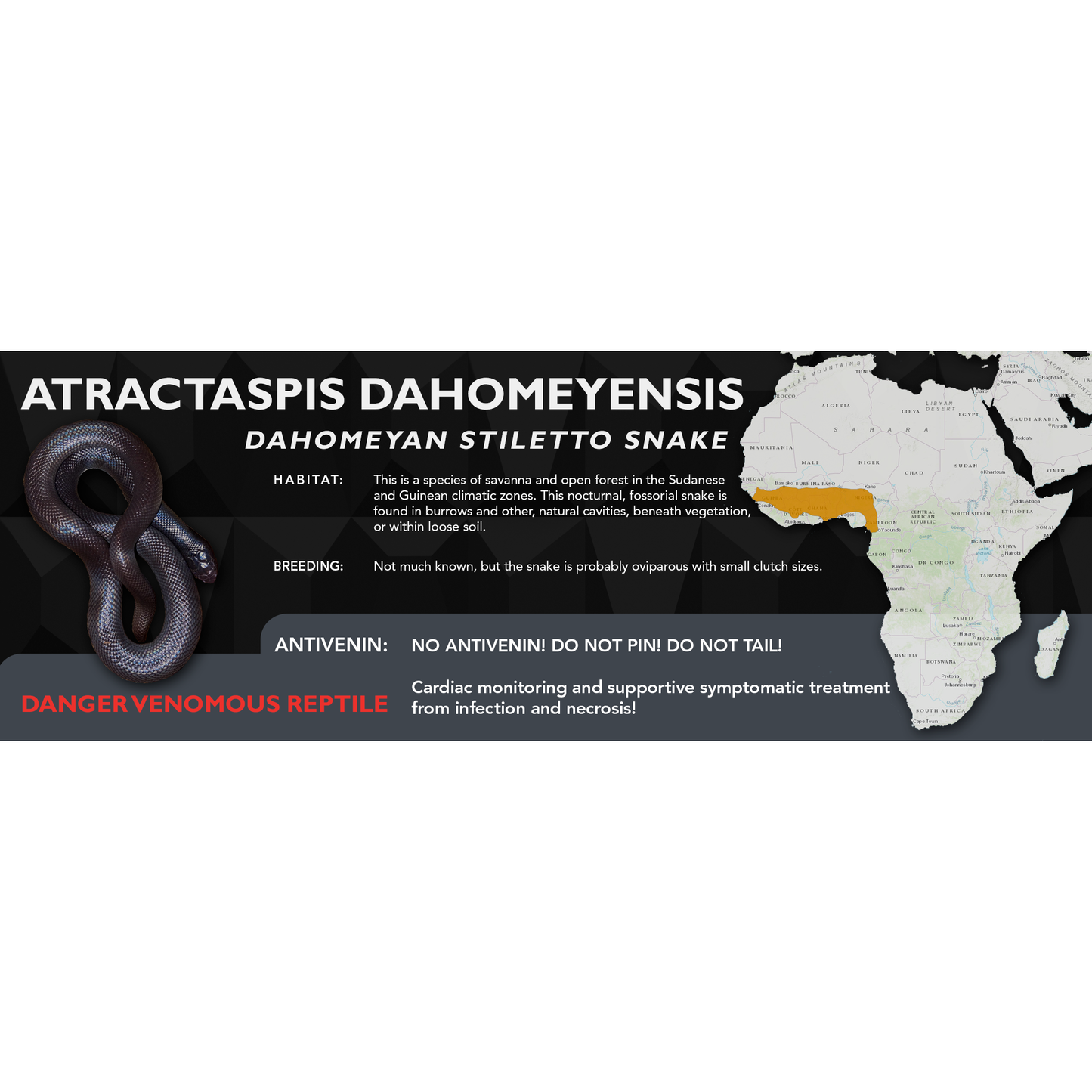 Dahomeyan Stiletto Snake (Atractaspis dahomeyensis) Classic Vivarium Label