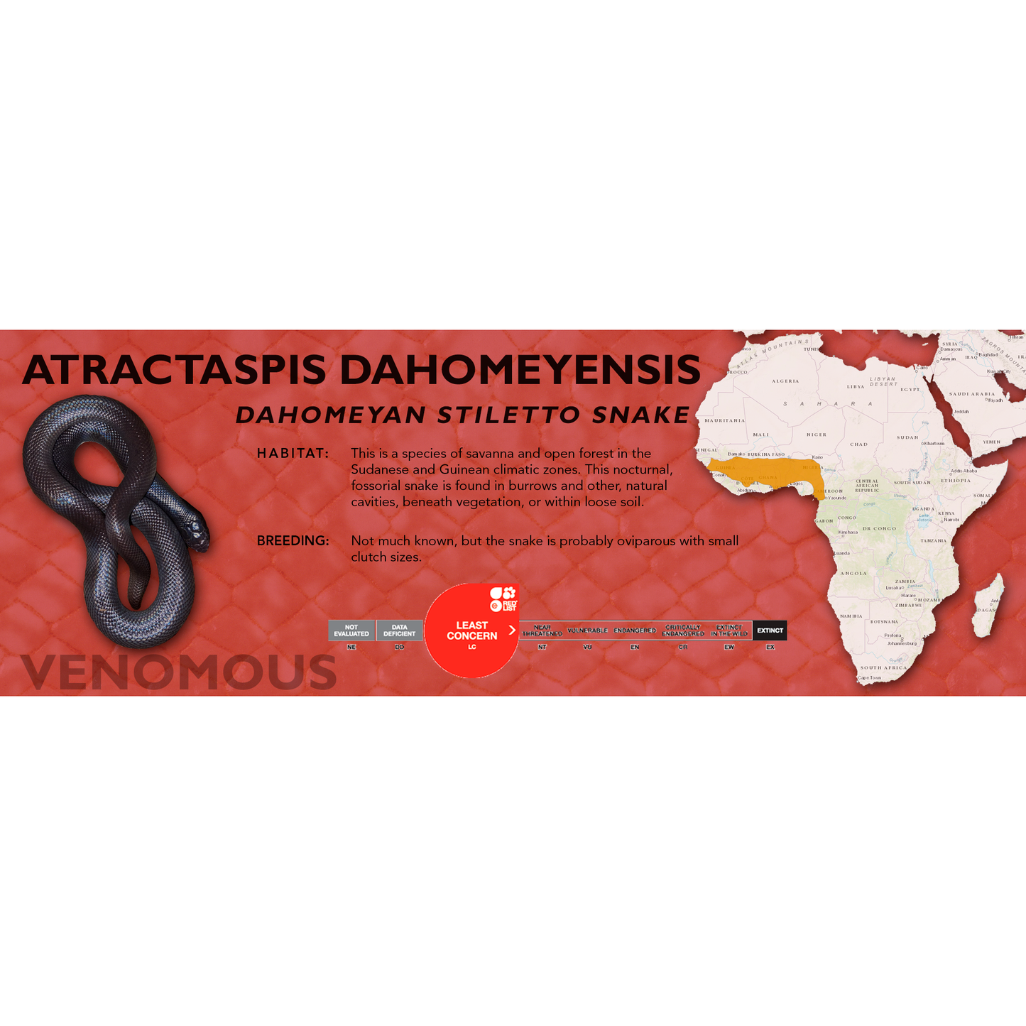 Dahomeyan Stiletto Snake (Atractaspis dahomeyensis) Classic Vivarium Label