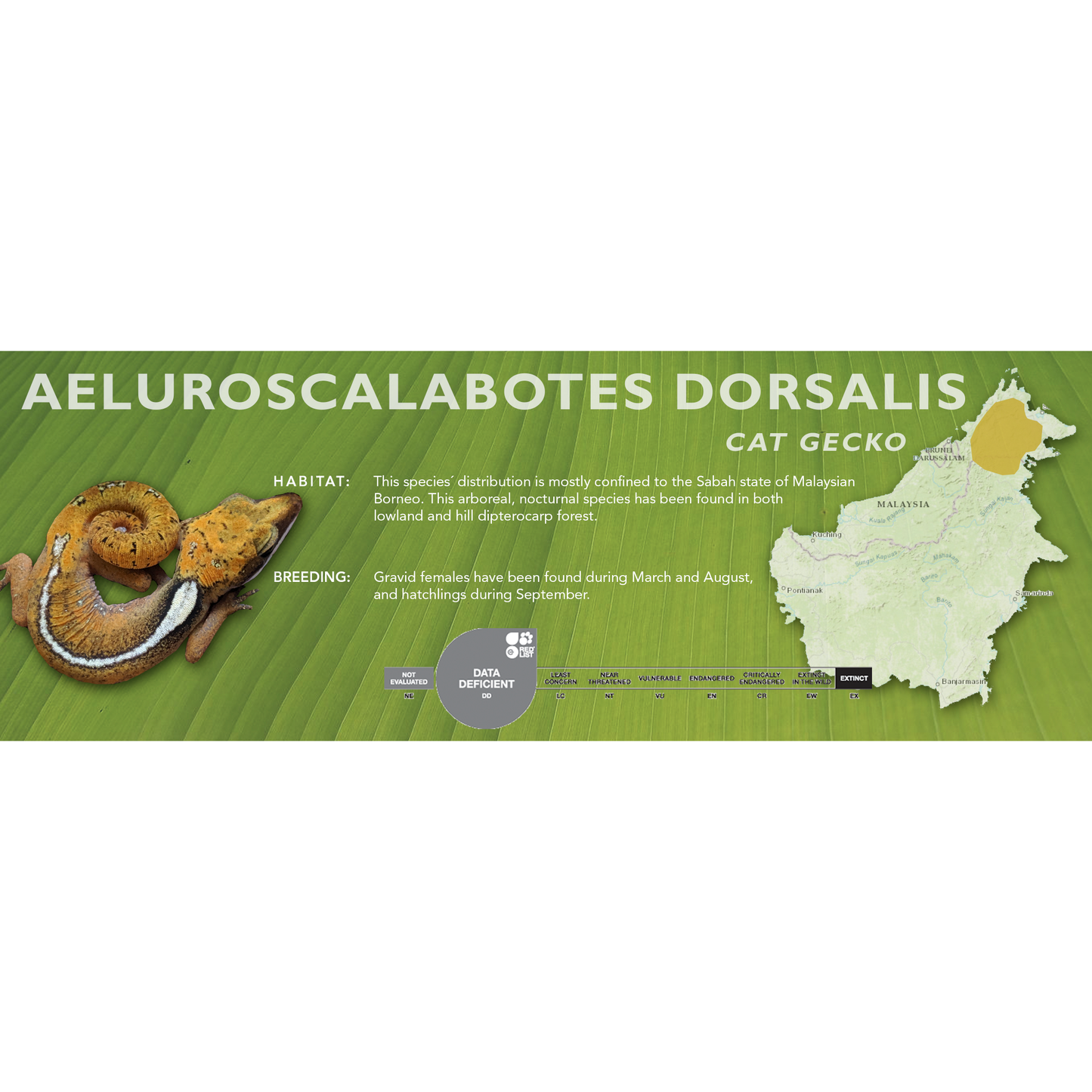 Cat Gecko (Aeluroscalabotes dorsalis) Classic Vivarium Label