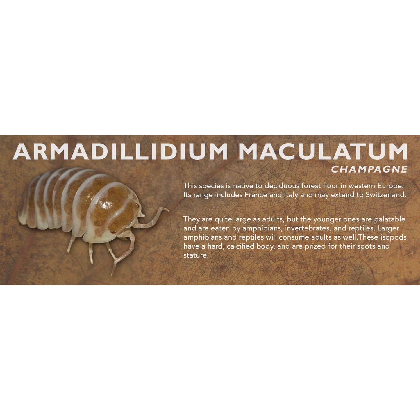 Armadillidium maculatum - Isopod Label