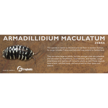 Load image into Gallery viewer, Armadillidium maculatum - Isopod Label