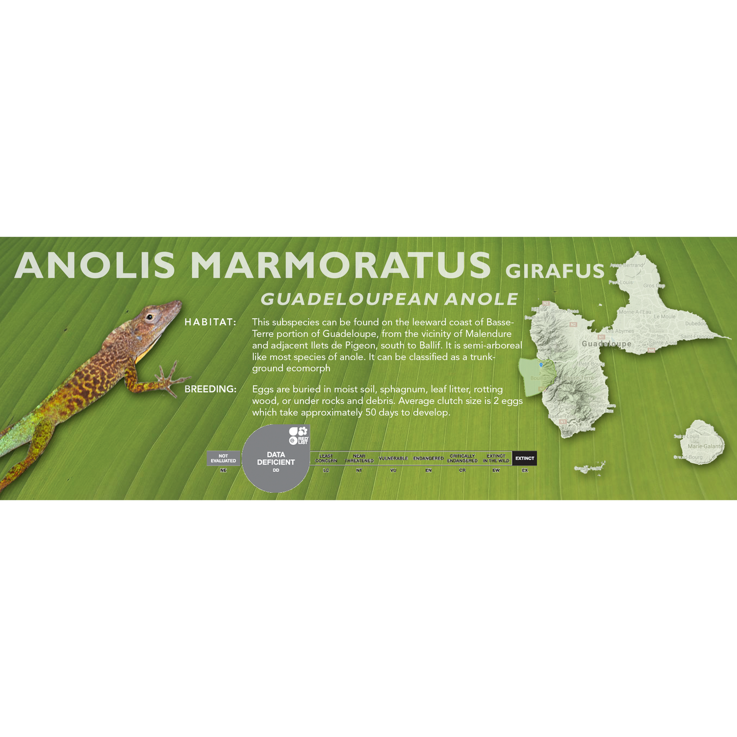 Guadeloupean Anole (Anolis marmoratus) Classic Vivarium Label