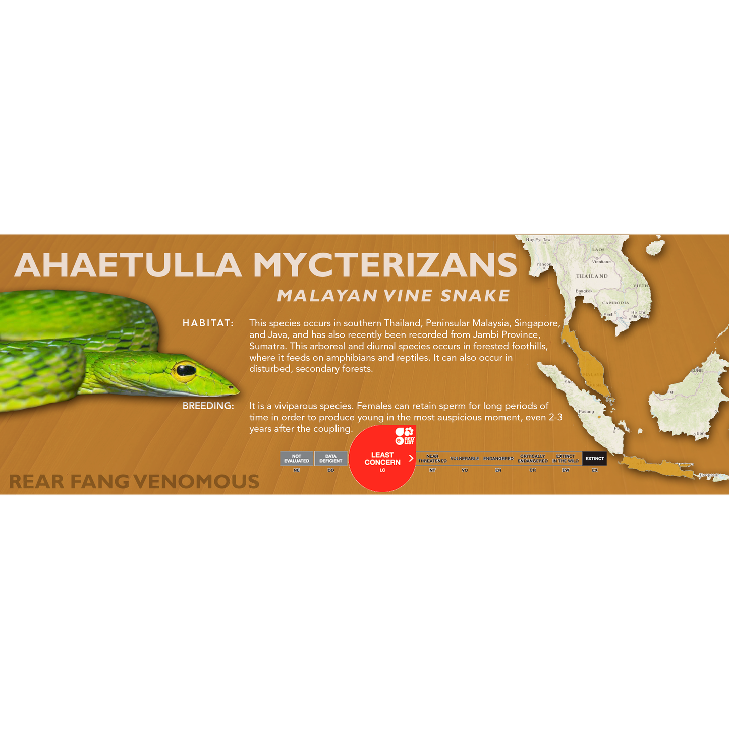 Malayan Vine Snake (Ahaetulla mycterizans) Classic Vivarium Label