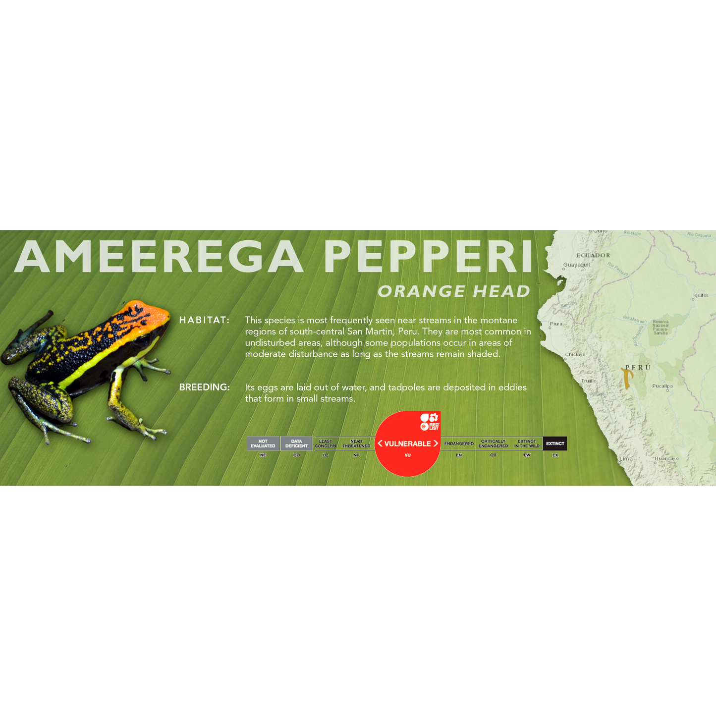Ameerega pepperi - Classic Vivarium Label