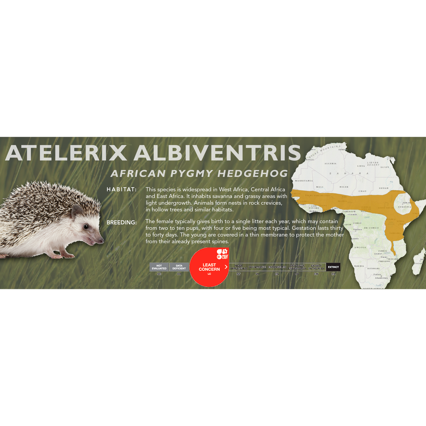 African Pygmy Hedgehog (Atelerix albiventris) - Classic Vivarium Label
