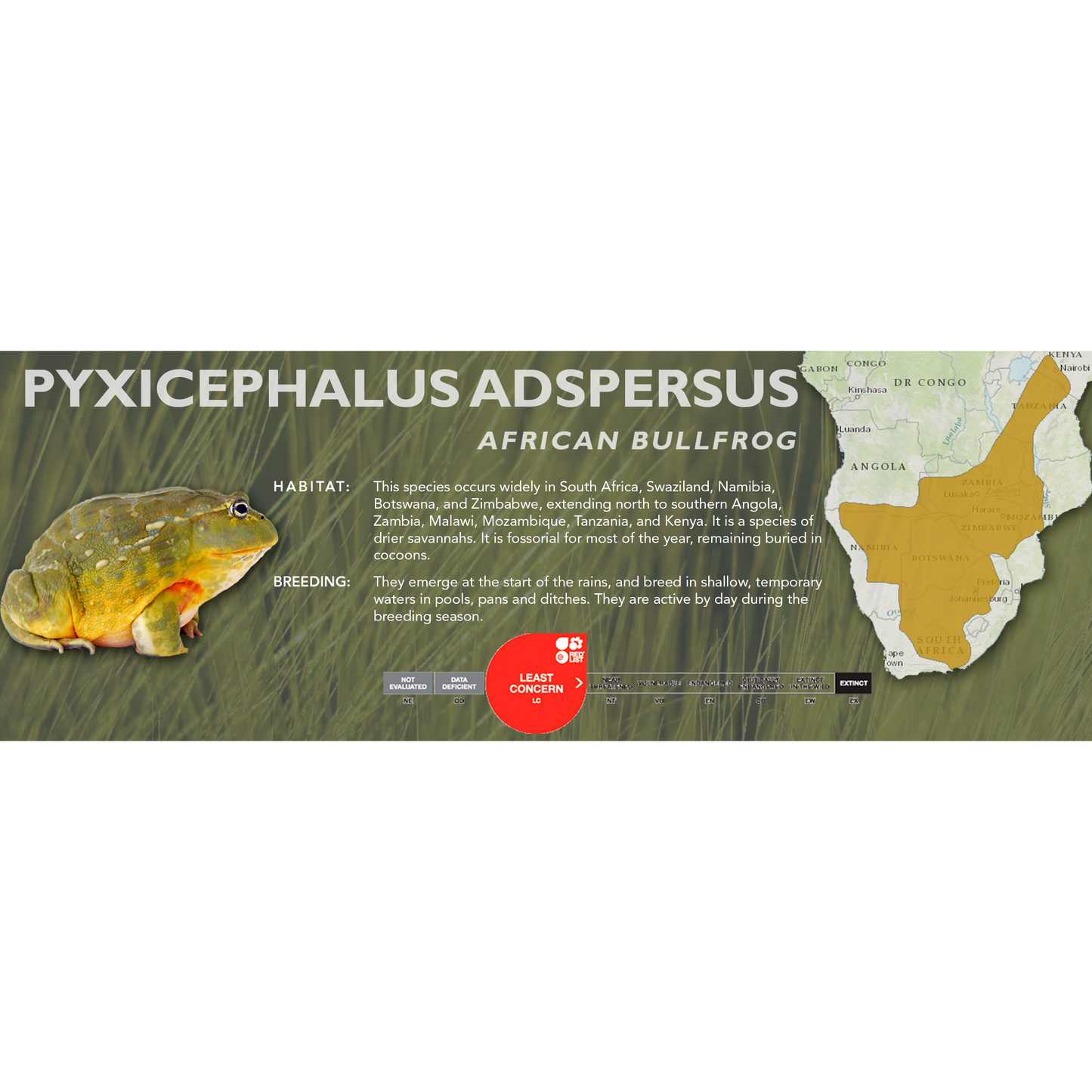 African Bullfrog (Pyxicephalus adspersus) - Classic Vivarium Label