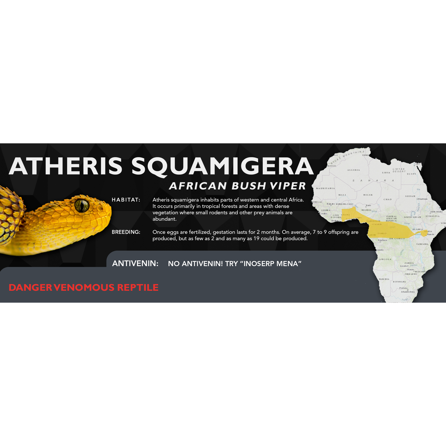 African Bush Viper (Atheris squamigera) Classic Vivarium Label