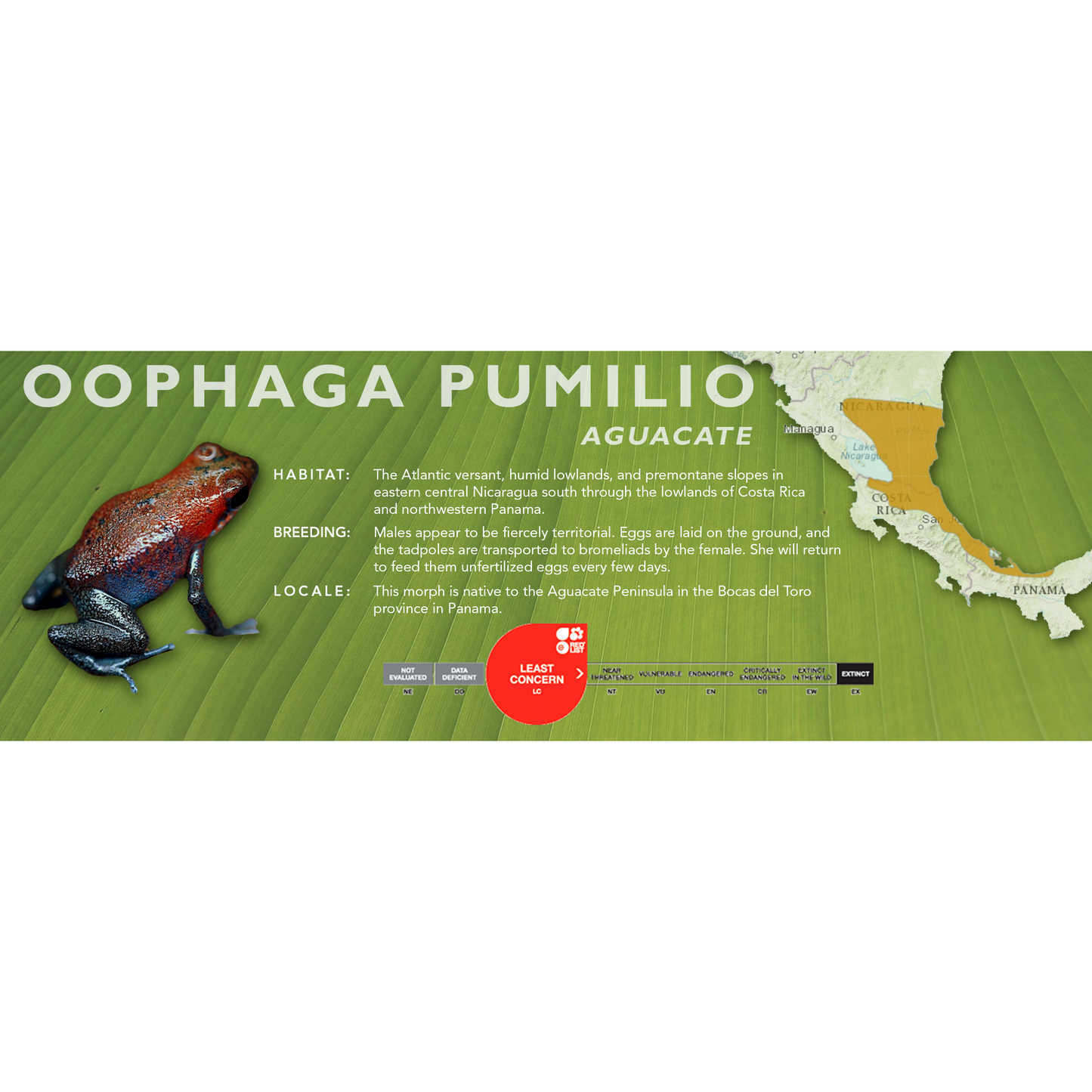 Oophaga pumilio - Classic Vivarium Label