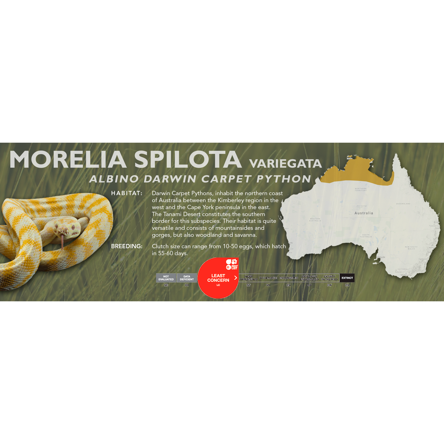 Carpet Python (Morelia spilota) Classic Vivarium Label