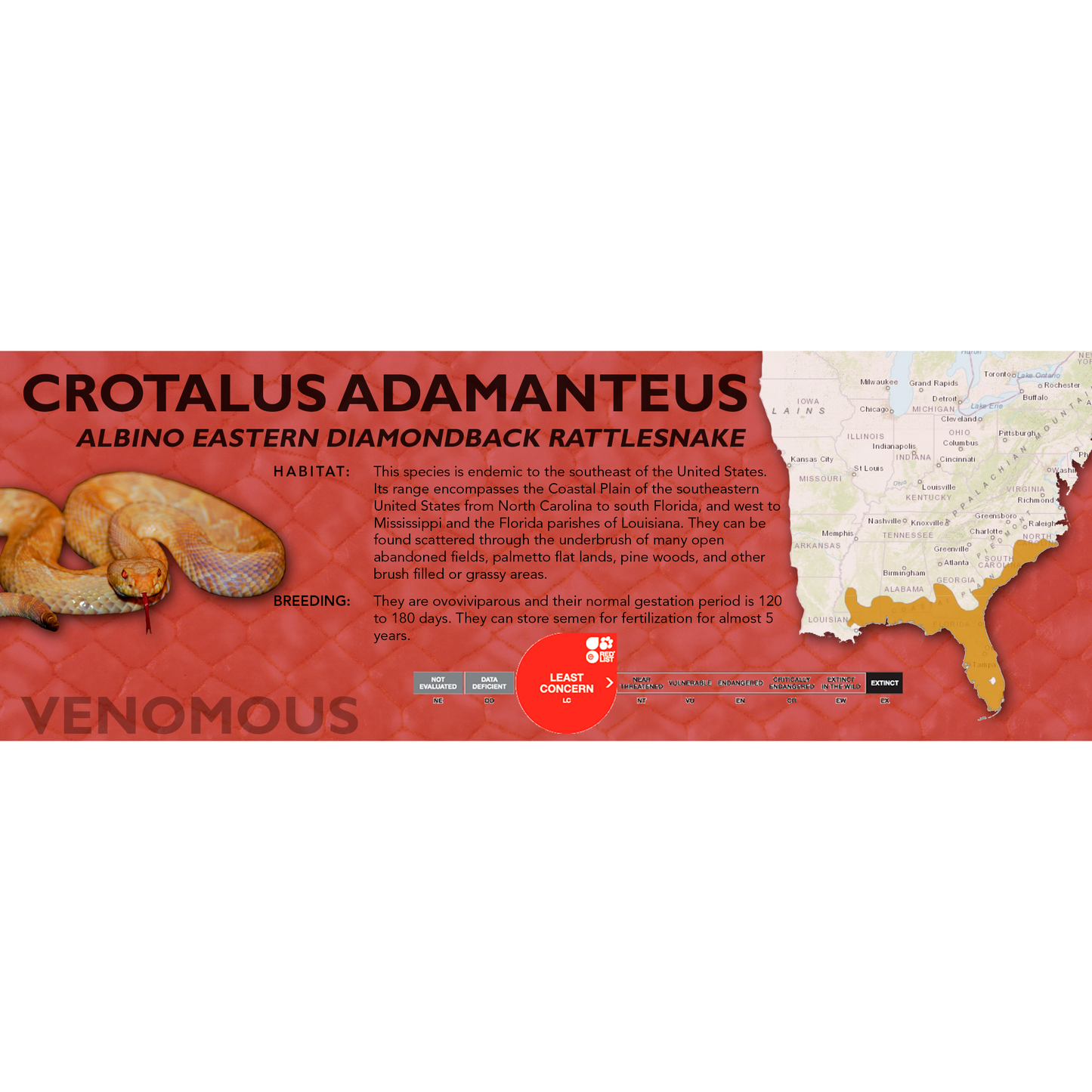 Eastern Diamondback Rattlesnake (Crotalus adamanteus) Classic Vivarium Label
