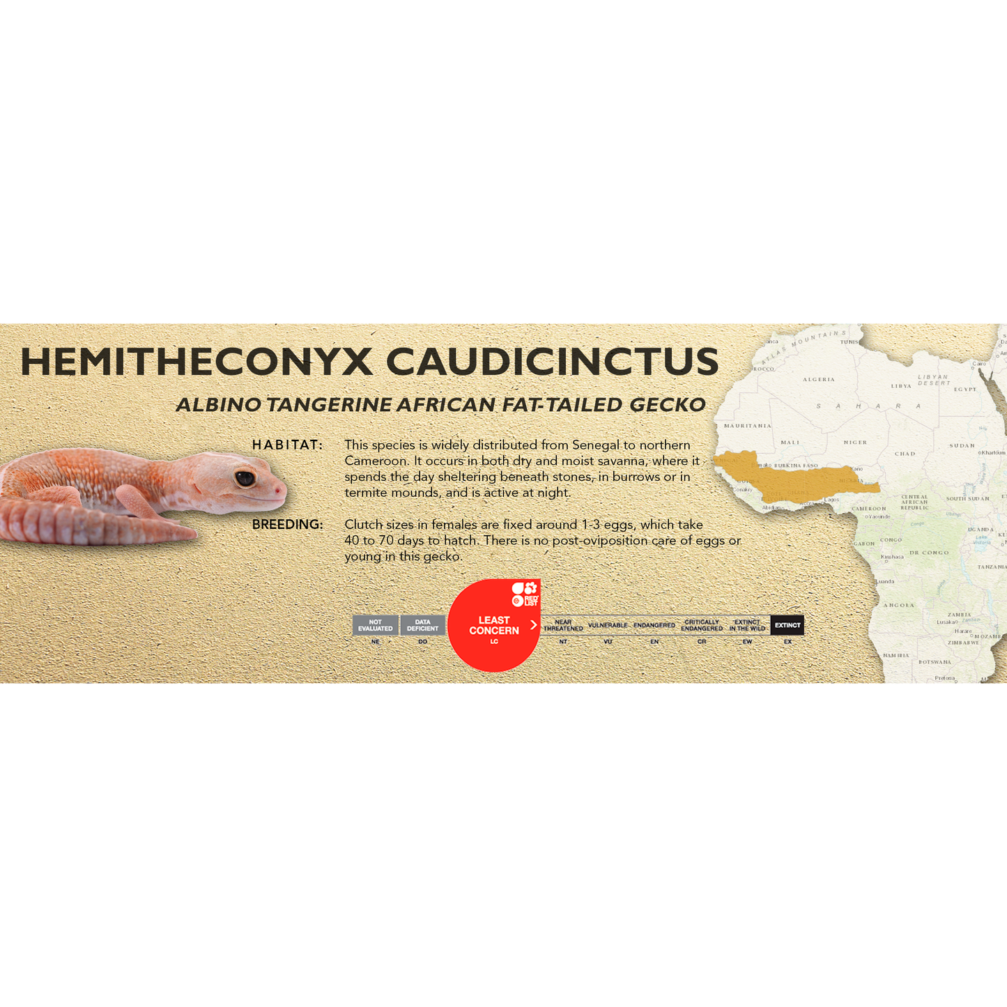 African Fat-Tailed Gecko (Hemitheconyx caudicinctus) Classic Vivarium Label