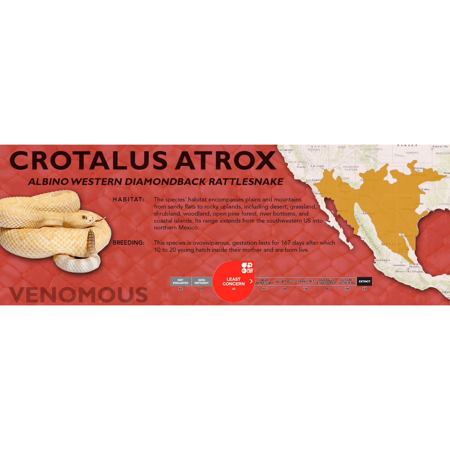 Western Diamondback Rattlesnake (Crotalus atrox) Classic Vivarium Label