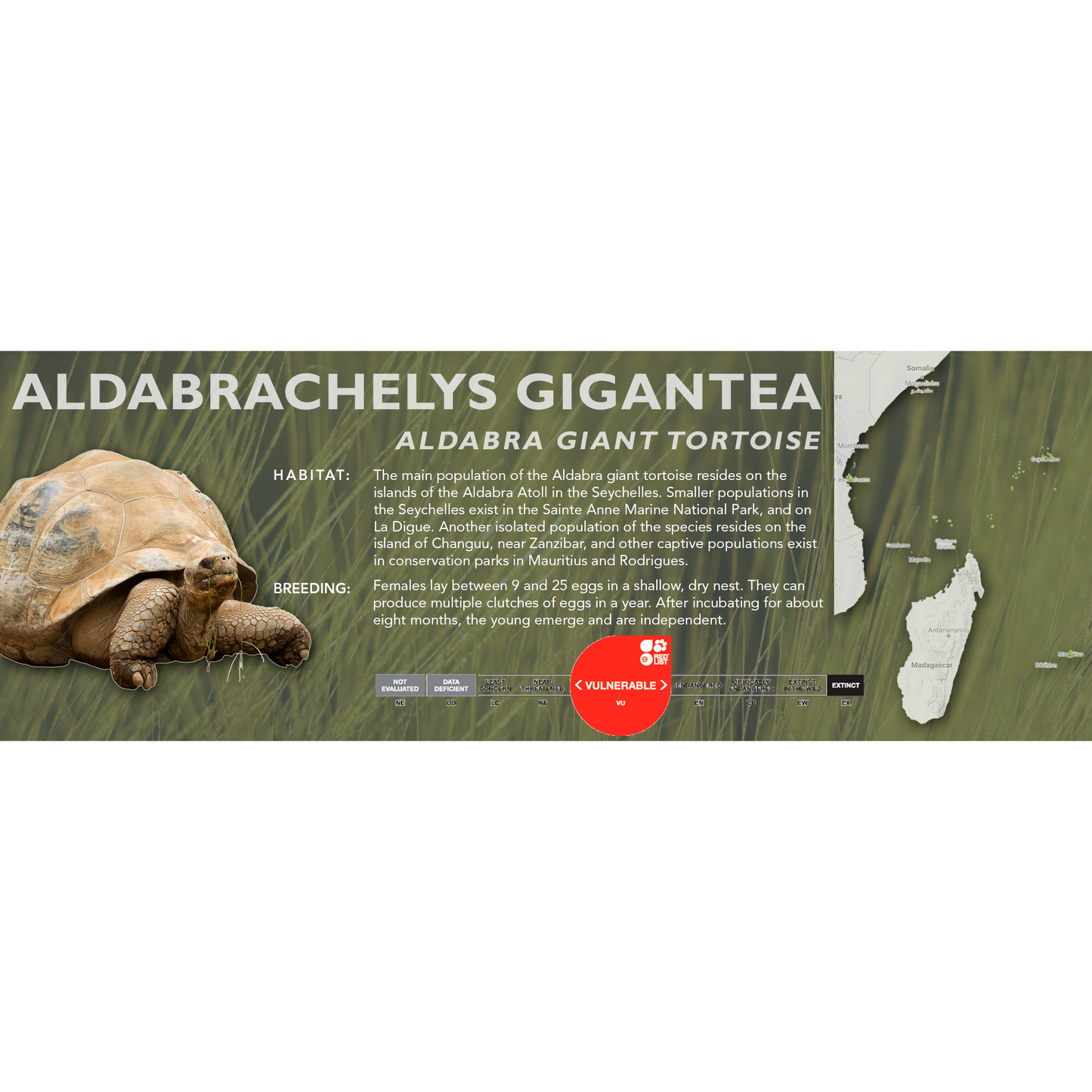 Aldabra Giant Tortoise (Aldabrachelys gigantea) - Classic Vivarium Label