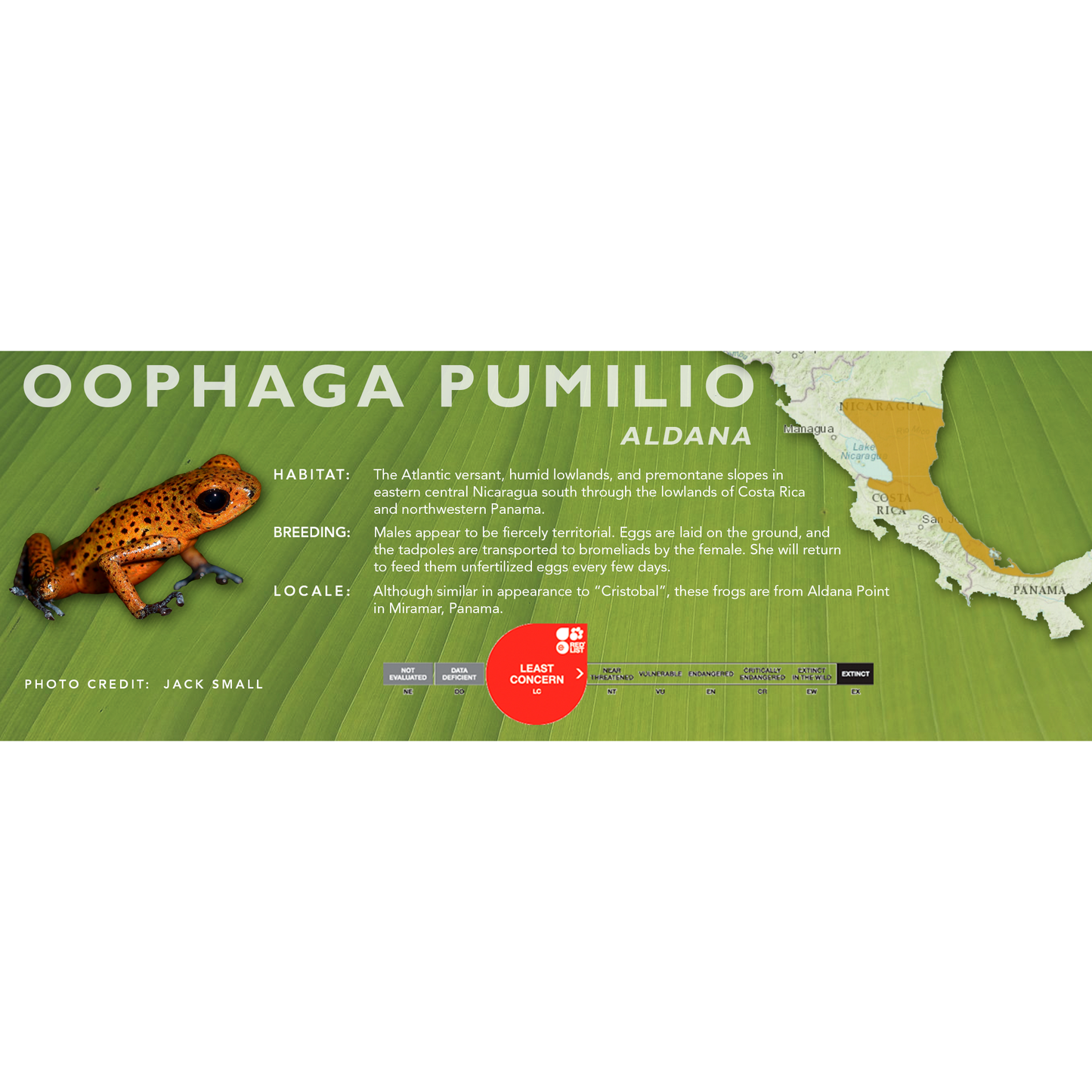 Oophaga pumilio - Classic Vivarium Label