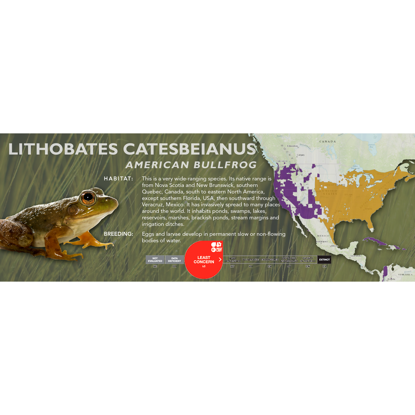 American Bullfrog (Lithobates catesbeianus) - Classic Vivarium Label