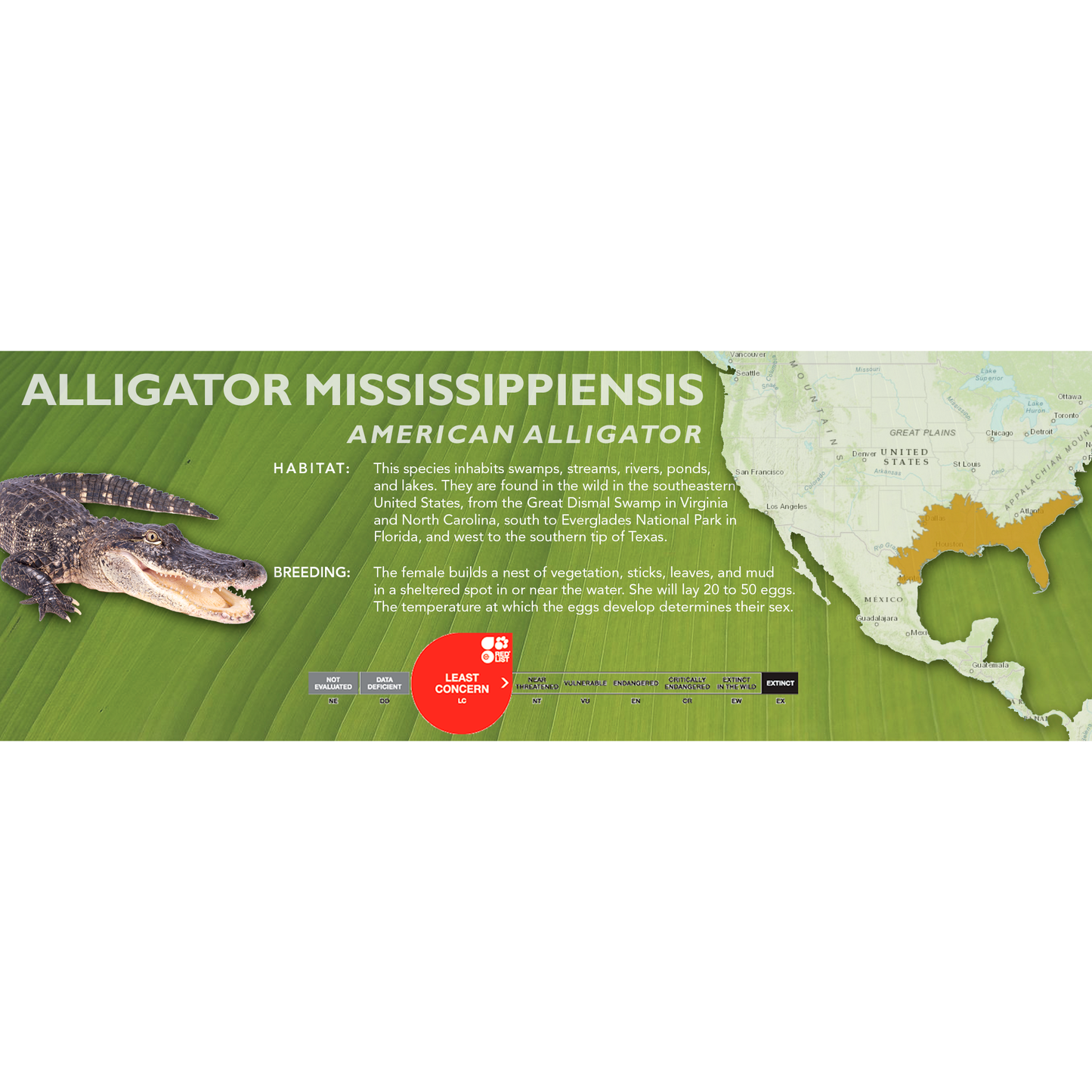 American Alligator (Alligator mississippiensis) - Classic Vivarium Label