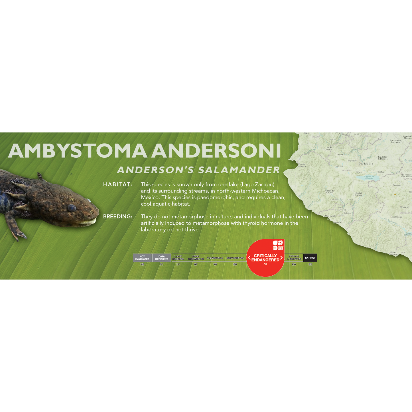 Anderson's Salamander (Ambystoma andersoni) - Classic Vivarium Label