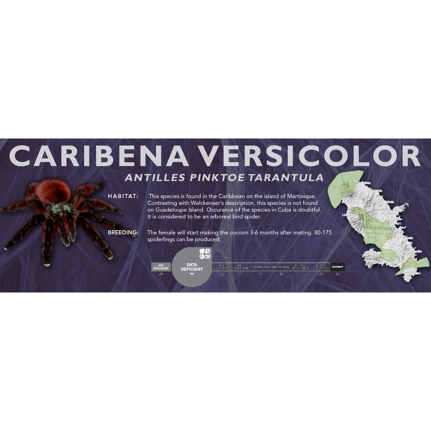 Antilles Pinktoe Tarantula (Caribena versicolor) - Classic Vivarium Label