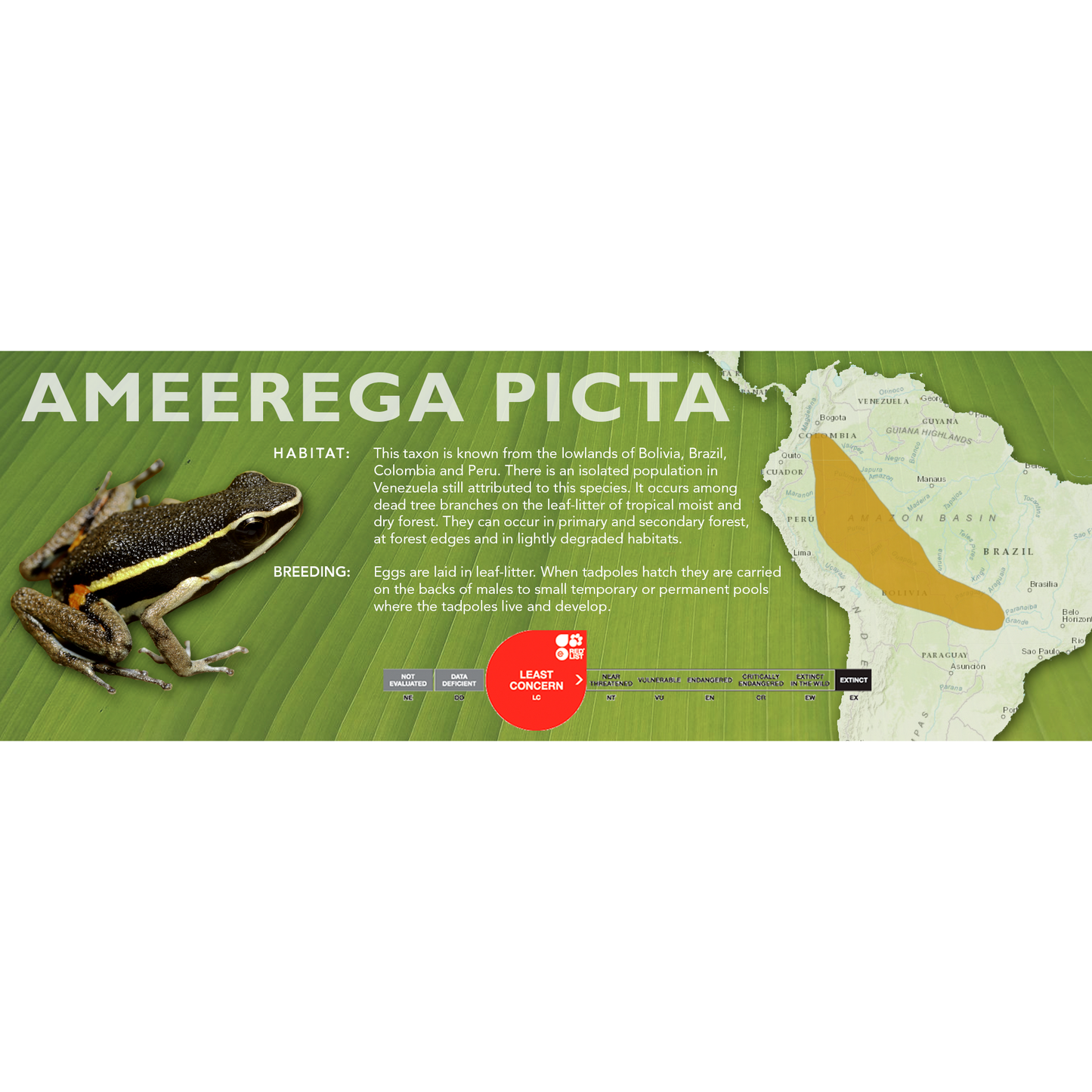 Ameerega picta - Classic Vivarium Label