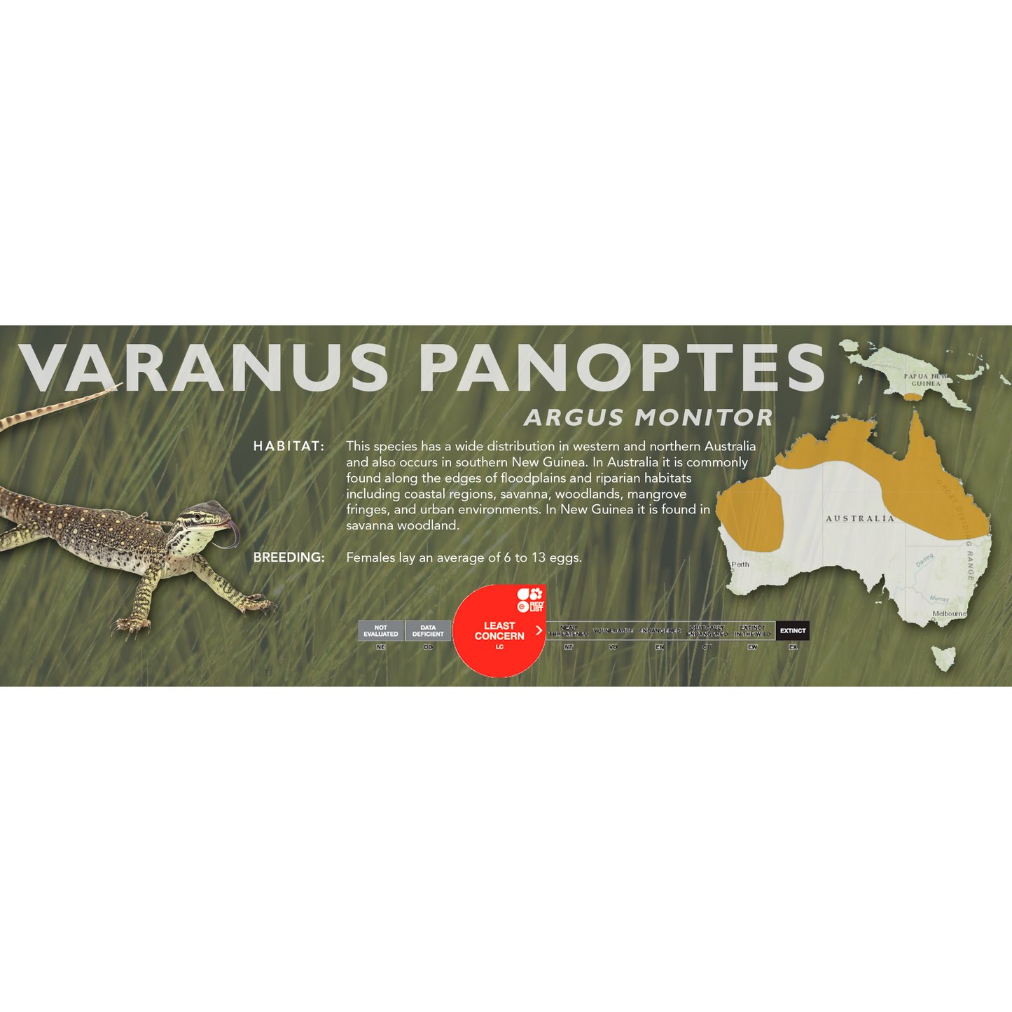 Argus Monitor (Varanus panoptes) Classic Vivarium Label