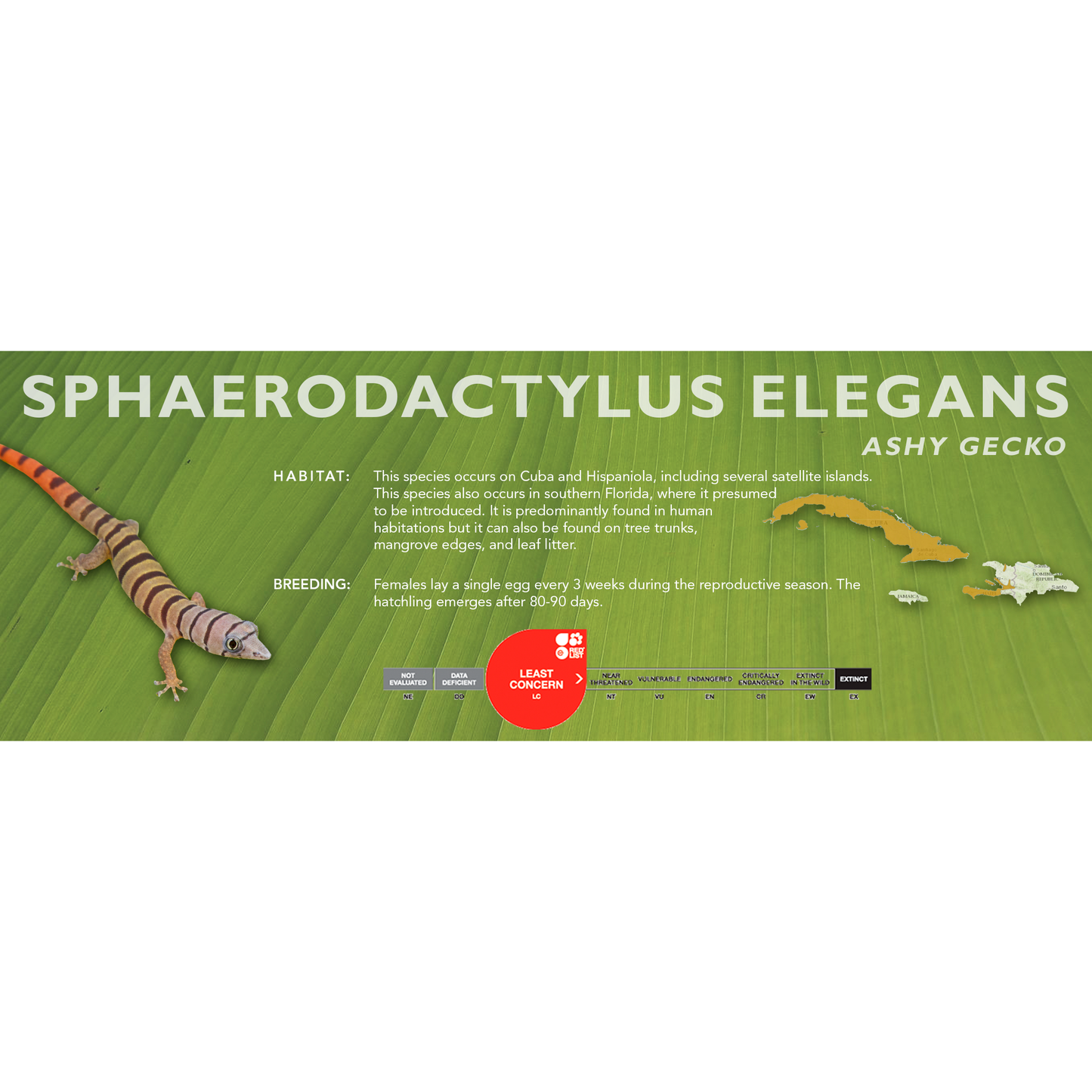 Ashy Gecko (Sphaerodactylus elegans) Classic Vivarium Label