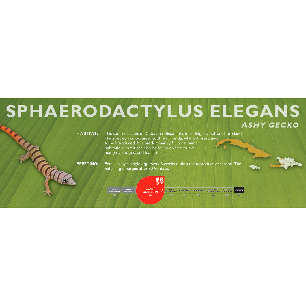 Ashy Gecko (Sphaerodactylus elegans) Standard Vivarium Label