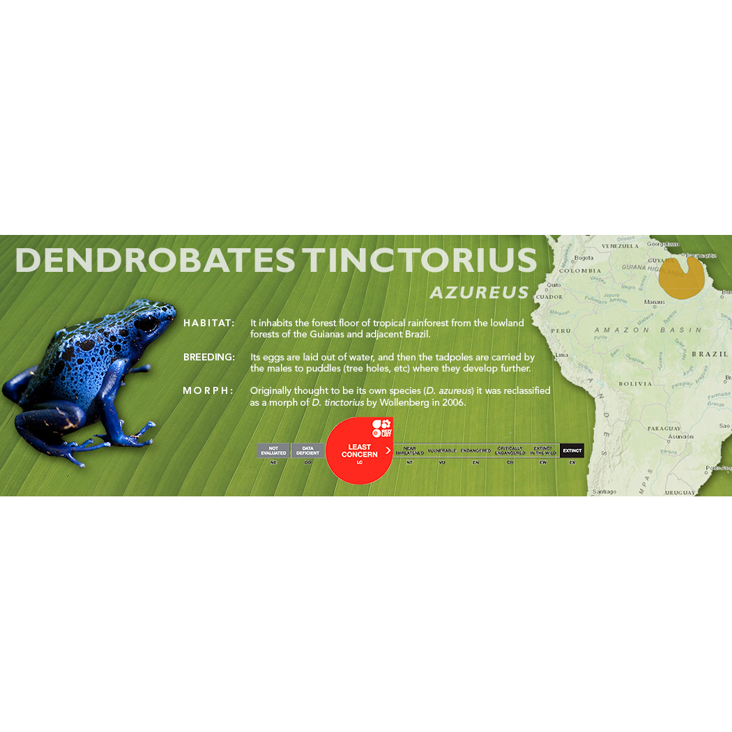 Dendrobates tinctorius - Classic Vivarium Label
