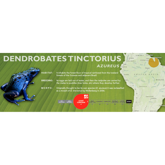 Dendrobates tinctorius - Classic Vivarium Label