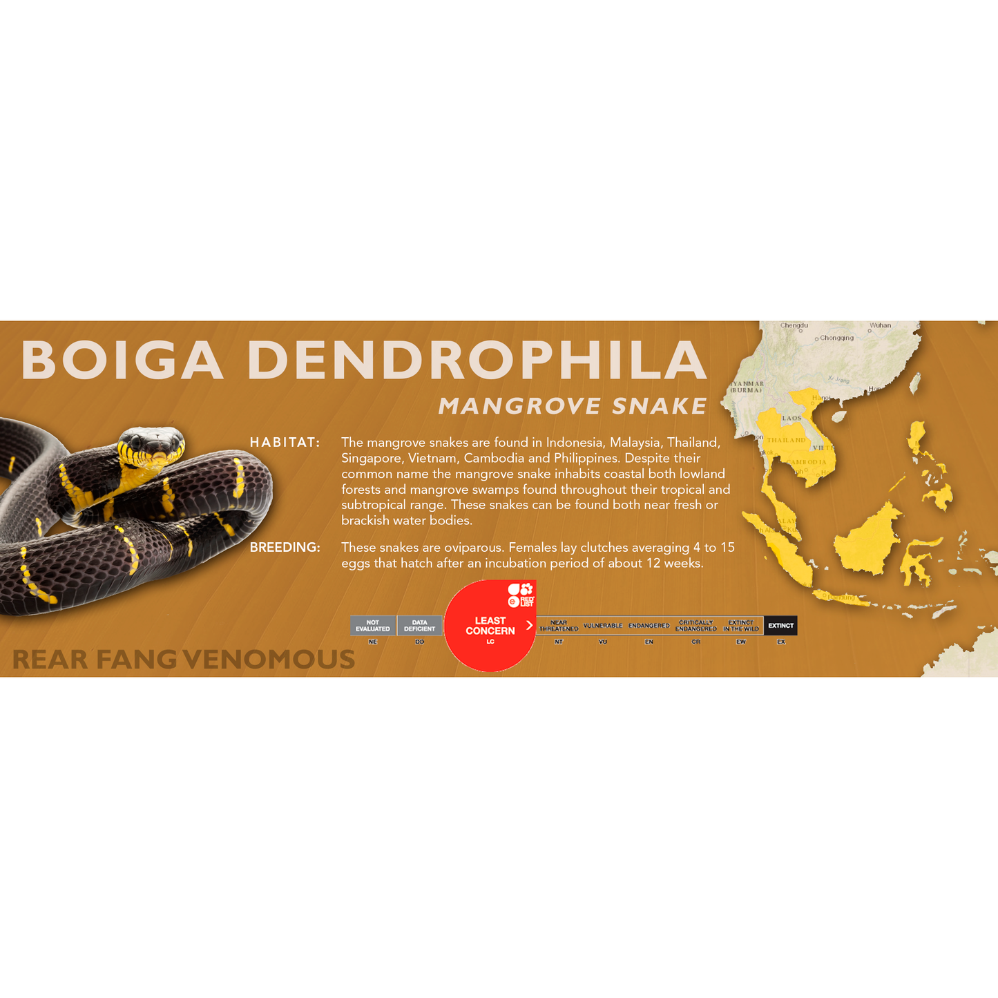 Mangrove Snake (Boiga dendrophila) Classic Vivarium Label