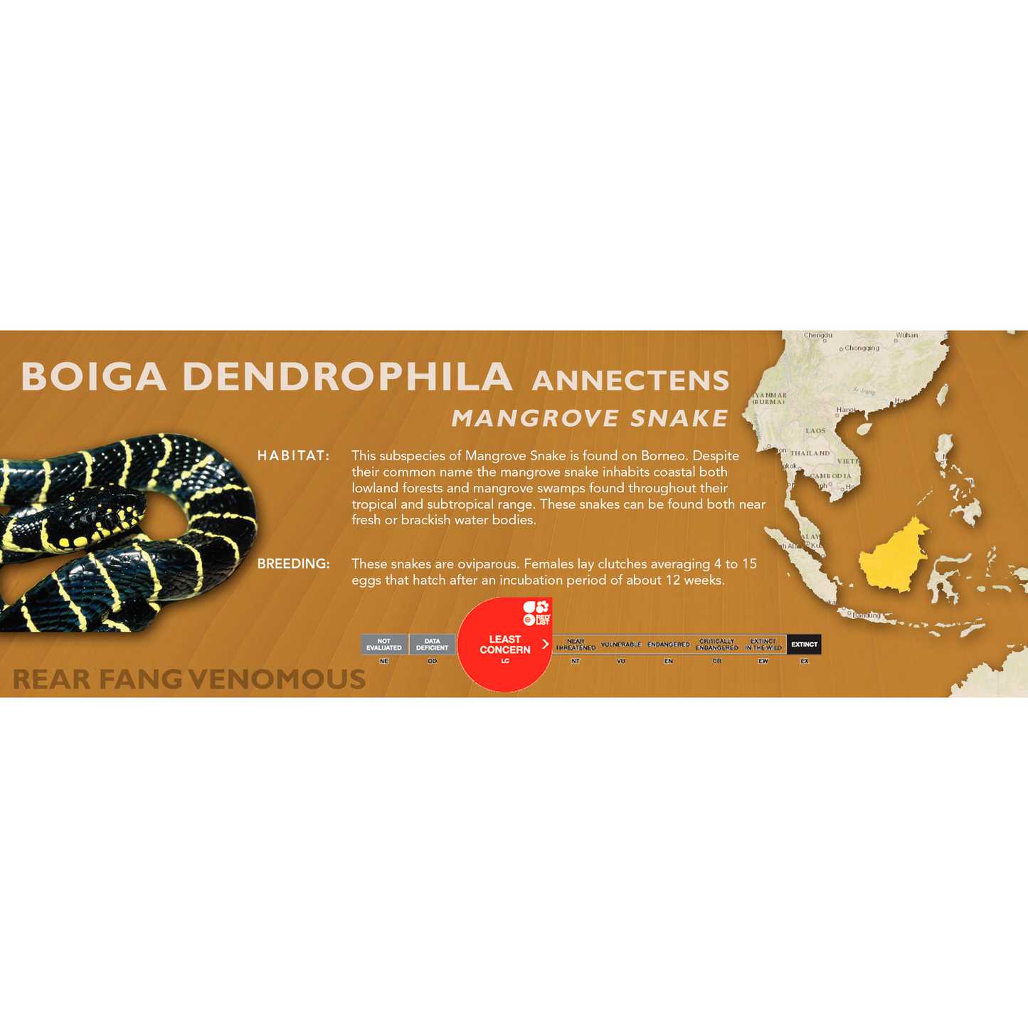 Mangrove Snake (Boiga dendrophila) Classic Vivarium Label