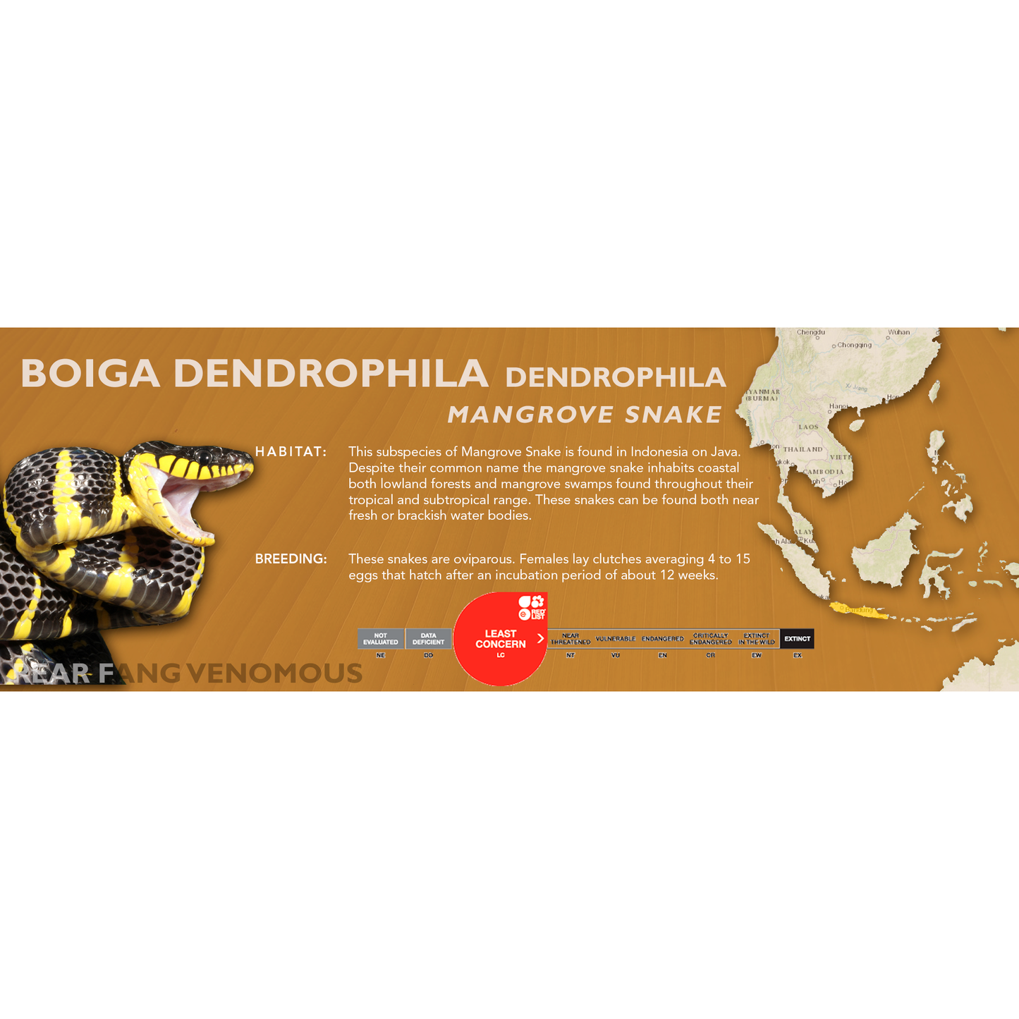 Mangrove Snake (Boiga dendrophila) Classic Vivarium Label