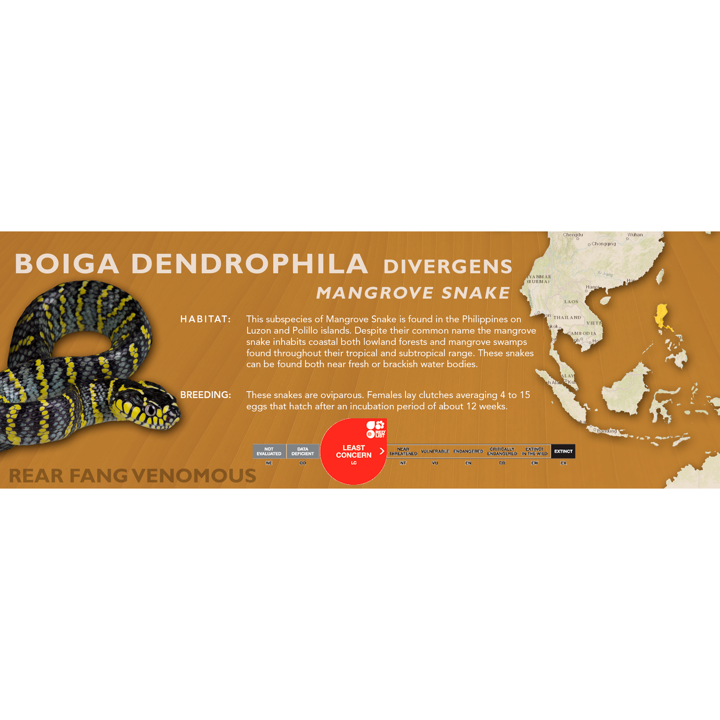 Mangrove Snake (Boiga dendrophila) Classic Vivarium Label