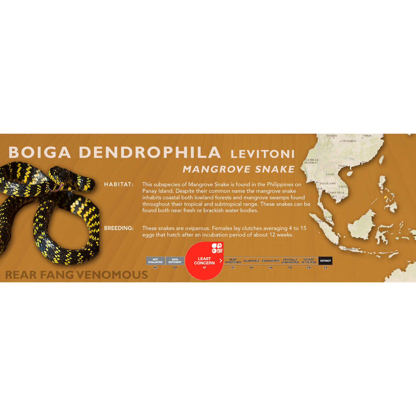 Mangrove Snake (Boiga dendrophila) Classic Vivarium Label