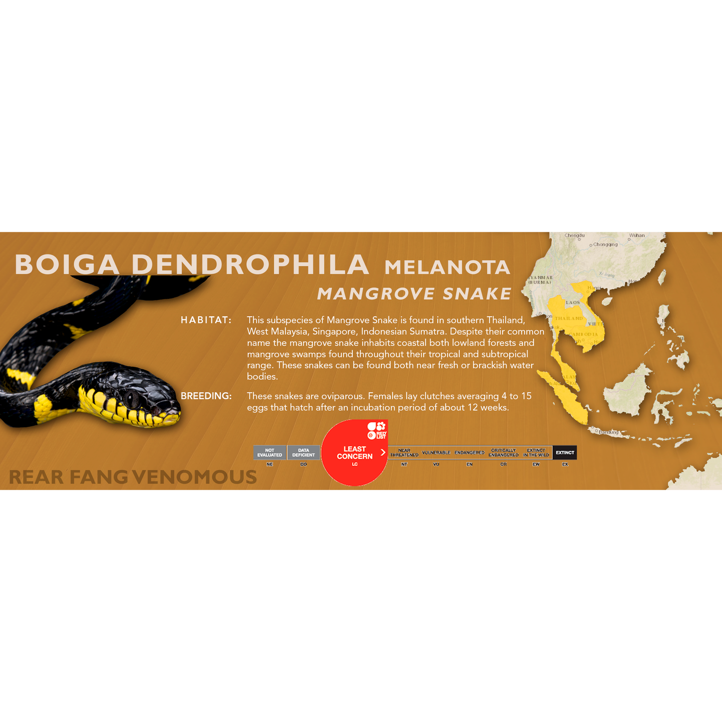 Mangrove Snake (Boiga dendrophila) Classic Vivarium Label