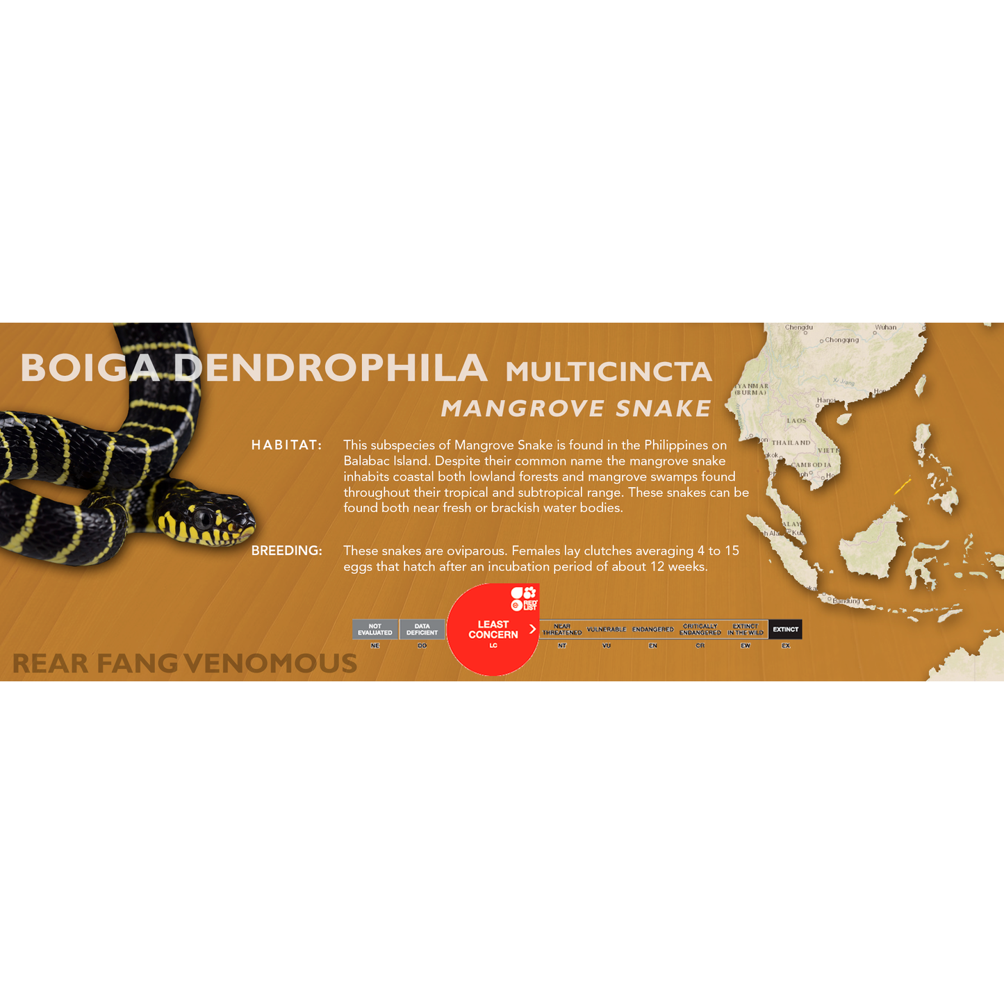Mangrove Snake (Boiga dendrophila) Classic Vivarium Label